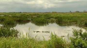 How microscopic evidence from plants can help investigators solve rapes, murders