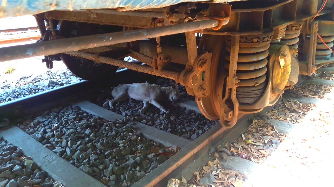 TRAIN HITS DOG AND DIED ON TRACK !! YouTube