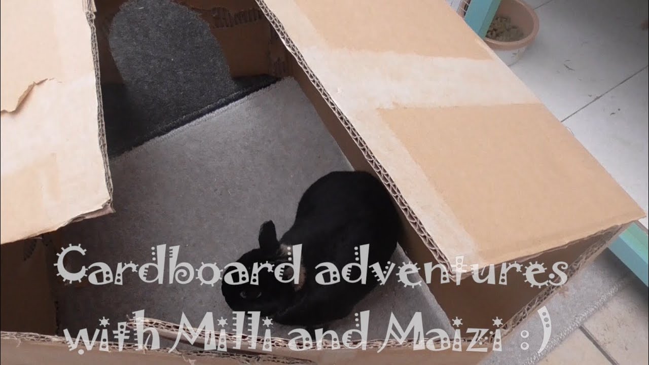 Cardboard adventures with cute bunny rabbit sisters - YouTube