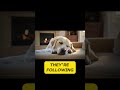 From Tiny Taste Buds to Incredible Hearing Amazing Dog Physiology Facts