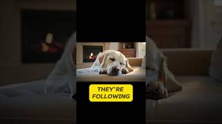 From Tiny Taste Buds to Incredible Hearing Amazing Dog Physiology Facts