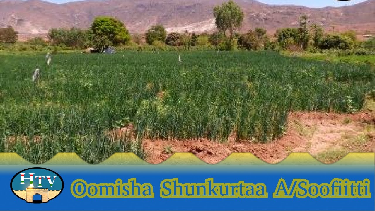 Oomisha Shunkurtaa A/Soofiitti