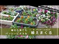 【種から】大量のパンジーとビオラの成長の記録と色々な方法でひたすら植えてみた【ハンギングバスケット】