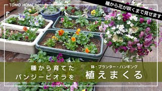 【種から】大量のパンジーとビオラの成長の記録と色々な方法でひたすら植えてみた【ハンギングバスケット】