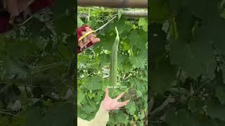 Download Lagu Gambas #oyong #oyong #sayur #kebun #garden #squashplantation MP3