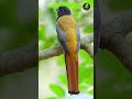 One of the most unreal looking birds on Earth #wildlife #birds #nature #animalfacts #wildanimals