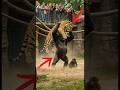 A mother gorilla saves her baby from a tiger’s attack!#animals #wildlife