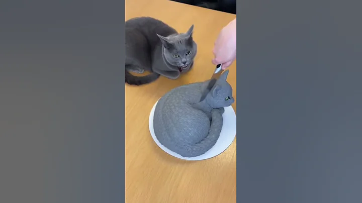 Video 11697231: russian blue cat, cutting russian blue, cat reaction, cute cat, pets