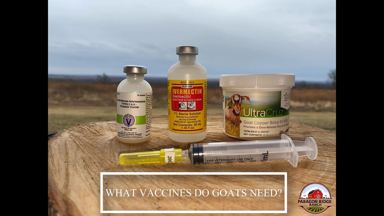 What Vaccinations do your GOATS need? Learn how to Dose & Administer CD&T Copper Bolus Pill