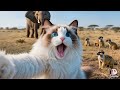 Ragdoll's bold adventure