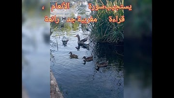 قراءة مغربية جد رائعة، الربع الاول الحزب 14 انما يستجيب من سورة الأنعام، للقارئ الشيخ قاسمي امعمر