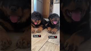 Rottweiler Cuteness Test: 1 to 10? 😂
