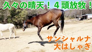 【４頭放牧】久々の晴天に大はしゃぎした馬【草ピクニック】 by げんき牧場チャンネル 1,153 views 2 months ago 8 minutes, 42 seconds