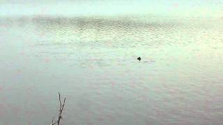 Canvasback Ducks Diving