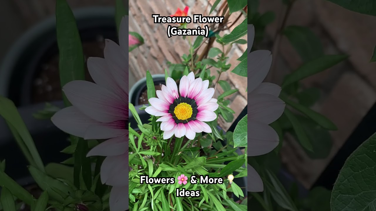 Treasure Flower (Gazania)Flowers 🌸 & More 💡 Ideas 