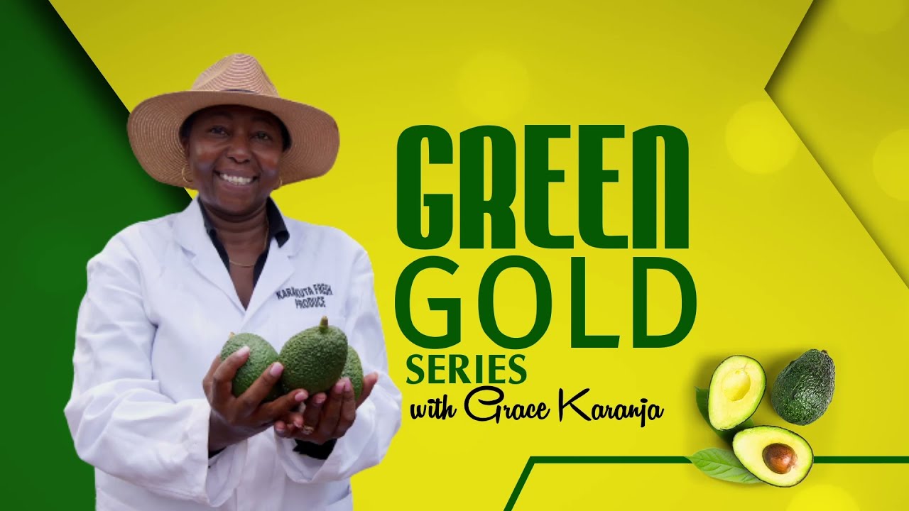 Что происходит после посадки саженцев авокадо? Всё, что вам нужно знать об уходе за растениями от...