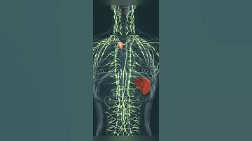 lymphatic system 3d Animation #anatomy #animation #3danimation #lymphdrainage