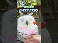 癒し♡シロフクロウと朝のお散歩20260530ライブ ハイライト