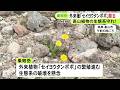 セイヨウタンポポの繁殖進む…北アルプス・乗鞍岳で外来植物の除去作業 約30人が参加し1日で約25kgに