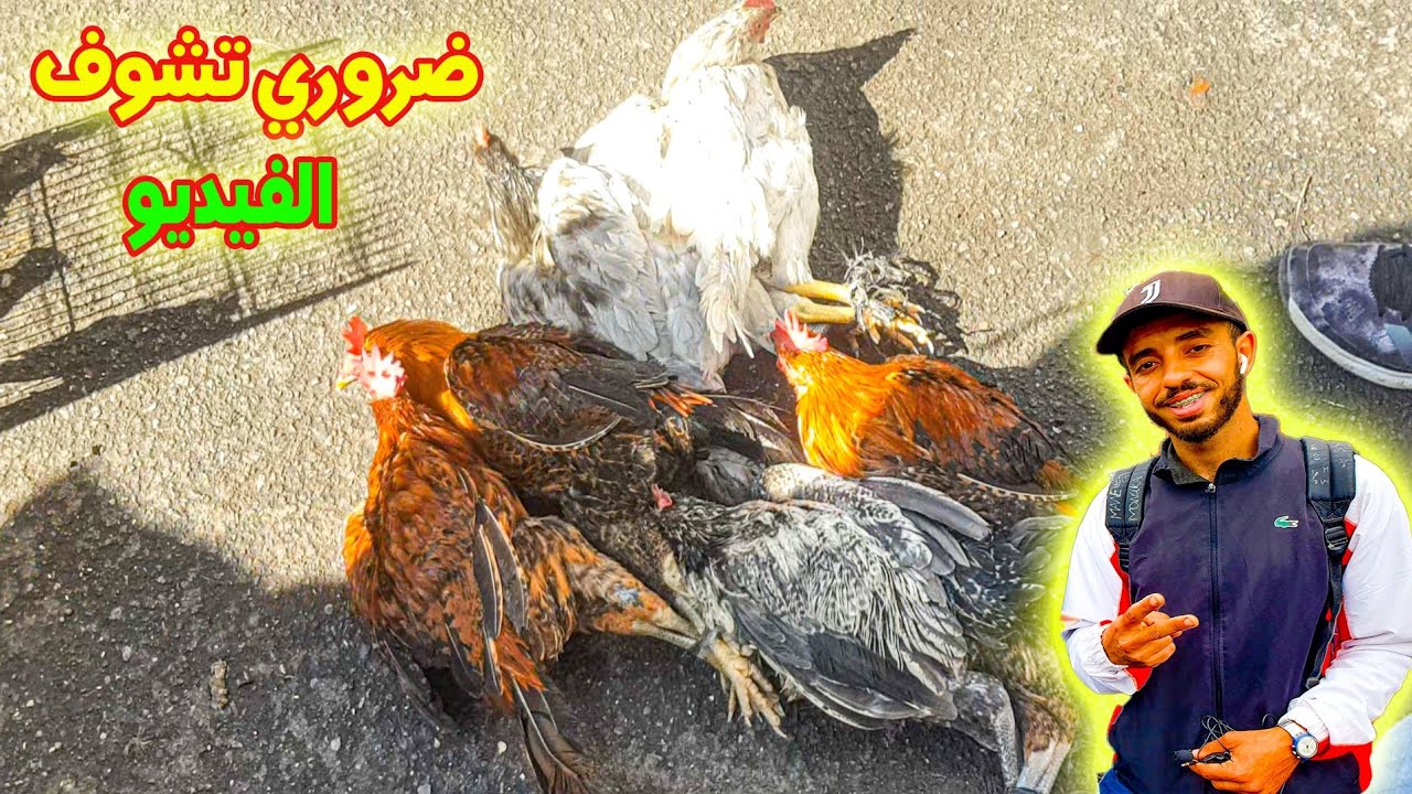 😱 جديد دجاج وكناري طيور مغردة وزنة بسوق القريعة أثمنة مختلفة ليوم 🔥