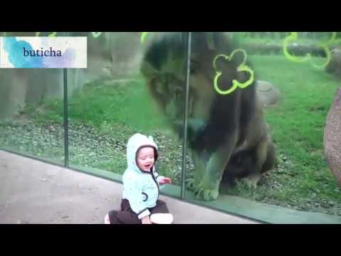 Animal attacks 動物攻擊人  ცხოველის თავდასხმა ადამიანზე