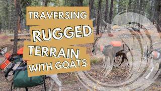How to Cross Logs, Creeks & Tough Terrain with Pack Goats