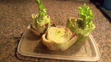 Growing Celery From Scraps
