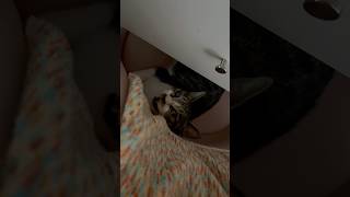 잠자는 핑크공주고양이를 깨워봤더니??? #고양이 #고양이브이로그 #고양이일상 #고양이집사 #길냥이구조 #cat #냥춘기 #cute #구독