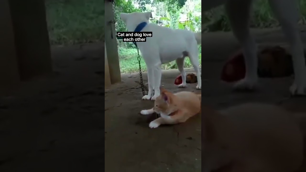 cat  & dog playing together🐕😻#shortsvideo#funny #cute #fypシ