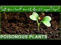 Are You Eating Poisonous Plants? | اردو | हिन्दी