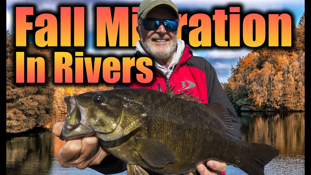River Smallmouth Bass, Migrations