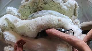 TopKnot GoPro Shearing Mesa Trails Alpacas