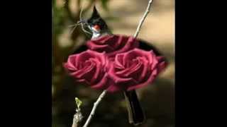 Seyfettin Sucu Gül Dalına.ڪے Acılarımı Gülüşlerimle Saklıyorum ڪے