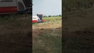 #385 #tractor  a full load trolly pay monji ki fasal