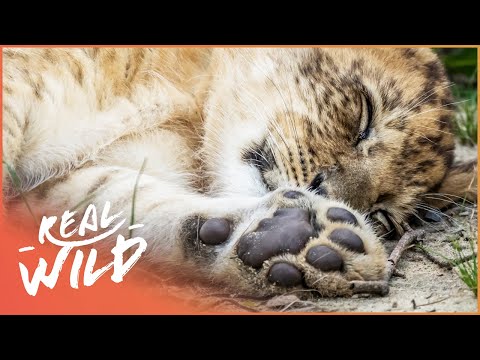Lion Cub Can&#039;t Walk Properly | Zoo Days | Real Wild