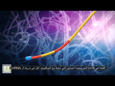 فيديو: كيف يترك mRNA النواة؟