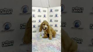 TPC Cocker Spaniel Puppy (Female) 2