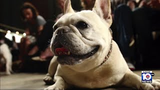 French bulldogs breed very popular but come with huge care costs