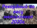 Первый супер вес 2020 г. 3 кабанчик в копилку.