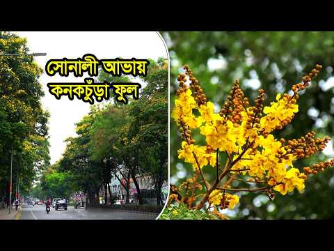 গোল্ডেন কানাকচূড়া | Yellow Flame Tree