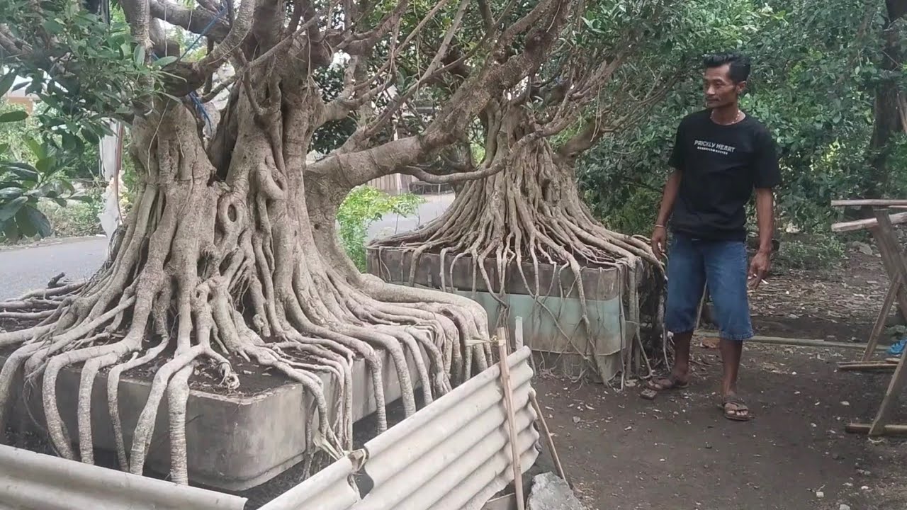 Cek harga kimeng jumbo programan Wa mas 082 333  810 389