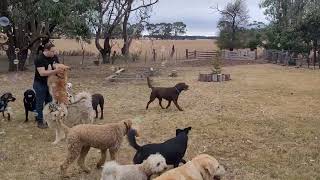 Bubbly Tuesday Pack - 19.03.2024 - Doggy Daycare Warrnambool by Doggy Daycare Warrnambool 3,732 views 1 month ago 4 minutes, 33 seconds