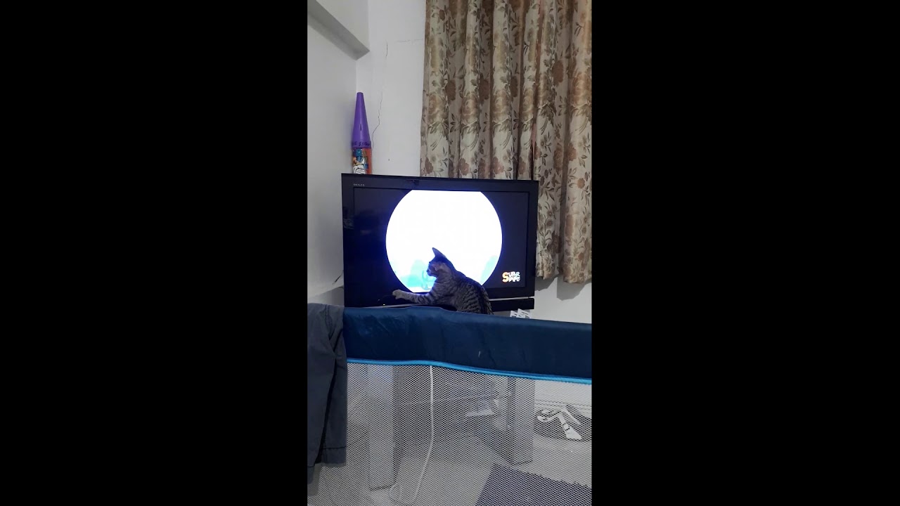CAT SCRATCHING THE TV YouTube