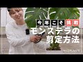 【プロが答える】伸びすぎたモンステラをスッキリ整えるコツ、全部見せます！✂️✨実演付き|お悩みQ&Aまとめました🍃