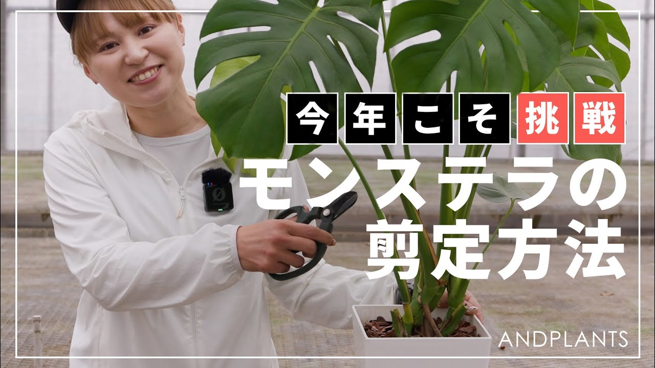 【プロが答える】伸びすぎたモンステラをスッキリ整えるコツ、全部見せます！✂️✨実演付き|お悩みQ&Aまとめました🍃