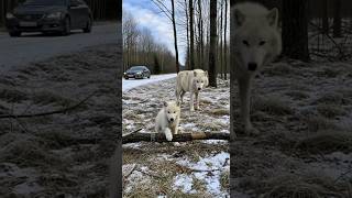 Wolf Begs Human to Save His Baby | True Wild Love 🐺❤️