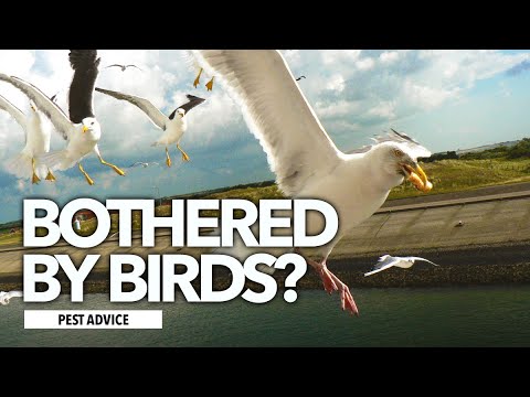 A-Z of Pests: Pest Advice for Birds (Pigeons and Gulls)
