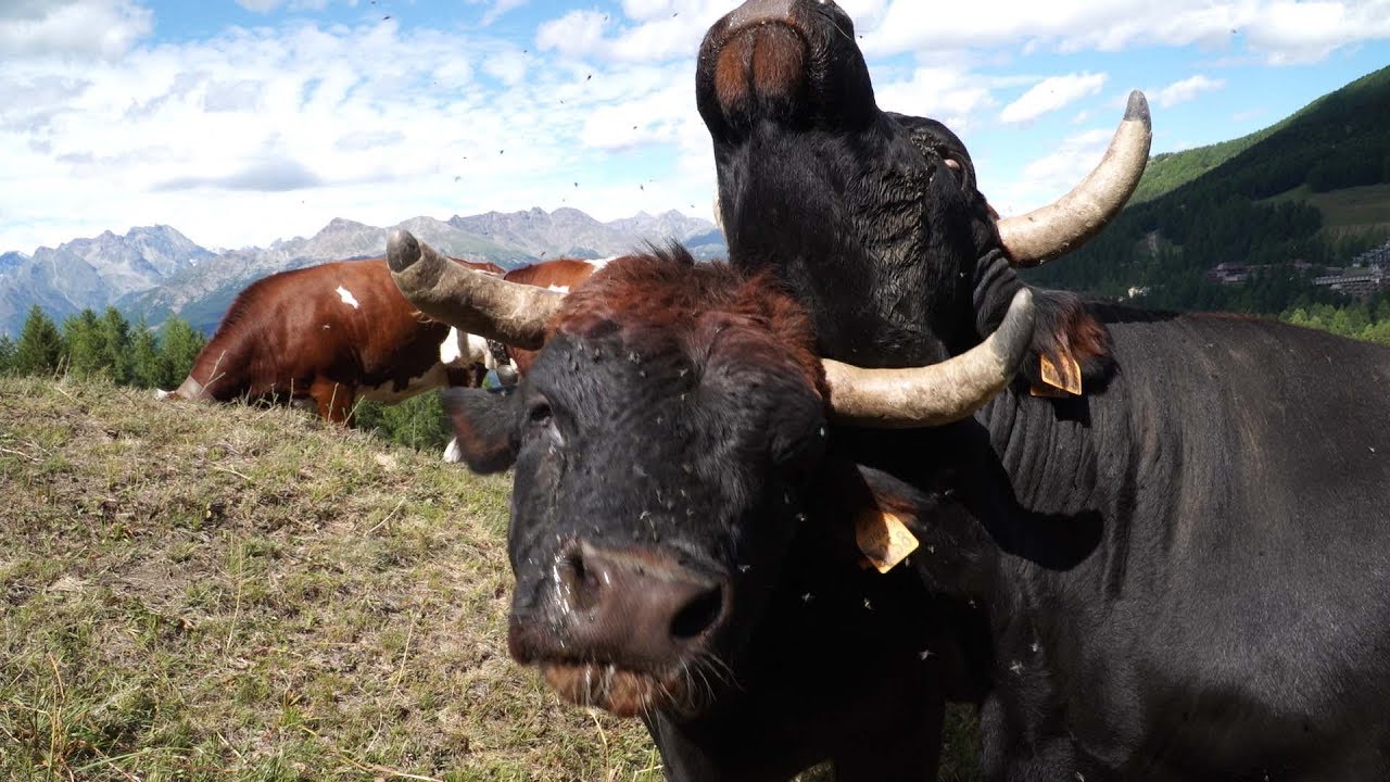 Pila, una giornata all'alpeggio