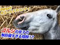 完全無防備状態のゴールドシップの息子に、近づいてみた結果・・・www