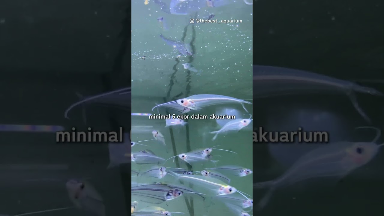 Si Ikan Hias Transparan: Glass Cat Fish